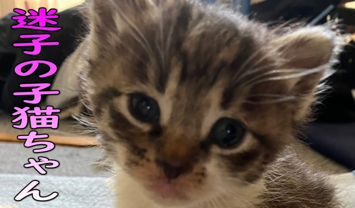迷子の子猫ちゃんのその後　【保護猫】