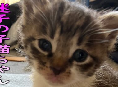 迷子の子猫ちゃんのその後　【保護猫】