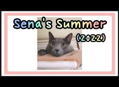 세나의 첫 여름은 어땠을까요?? 🐱♥️ (2022년 미공개 영상) * 최초공개 영상입니다 (14:46) *