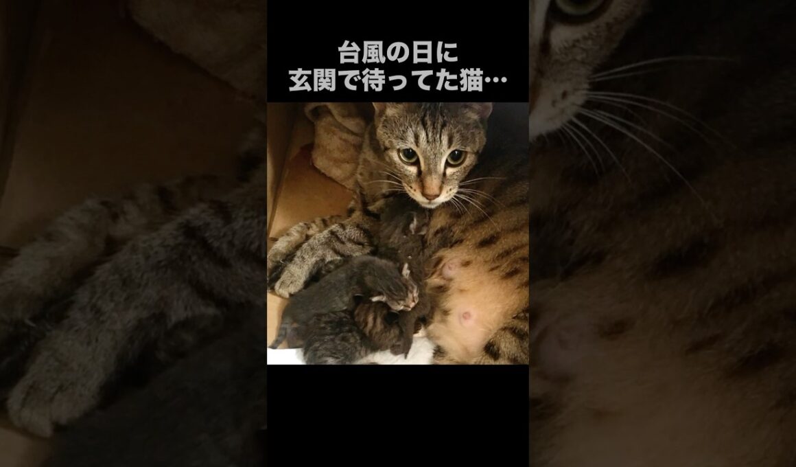ティア出産後、子猫たちの成長記録