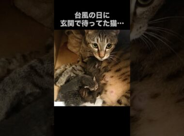 ティア出産後、子猫たちの成長記録