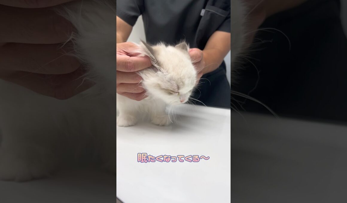撫でられて気持ちよさそうなラグドール