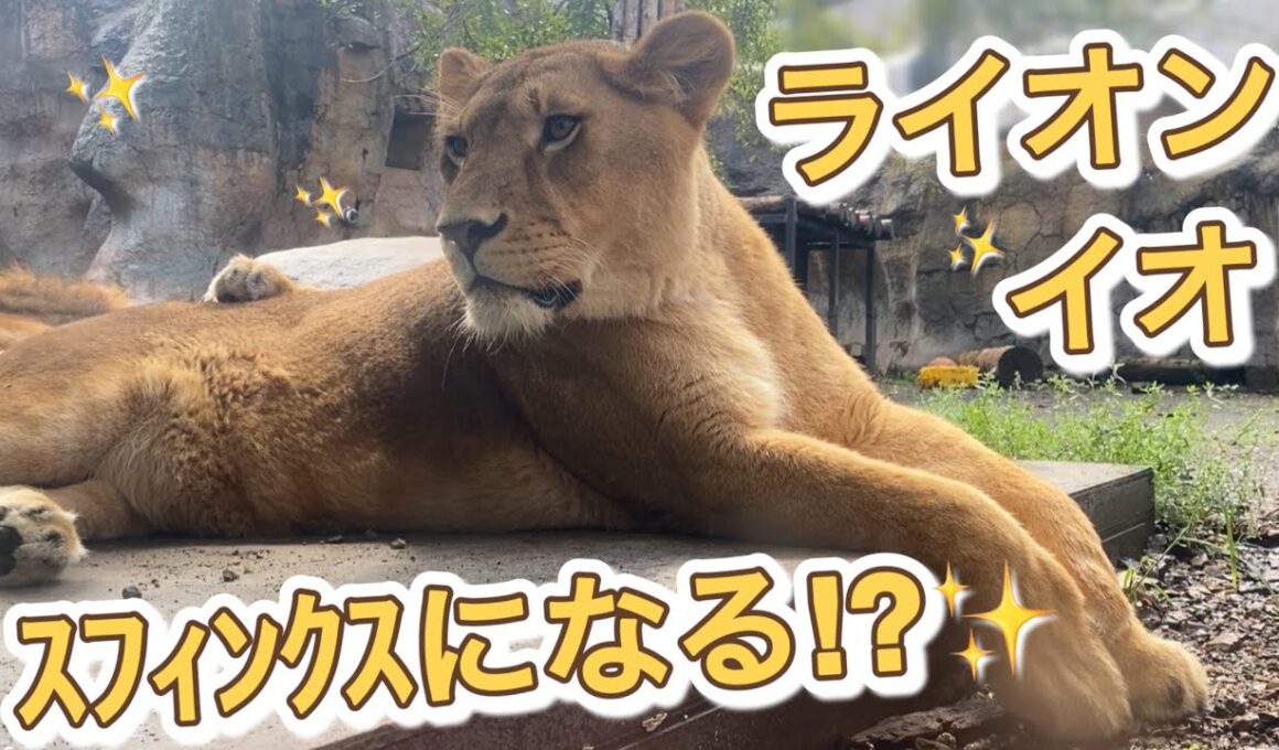 《旭山ライオン＆トラ》美しきライオンのイオ。ついにスフィンクスになる⁉︎オリトイオ＆ザリアファミリー/vol691Beautiful lion finally becomes a sphinx