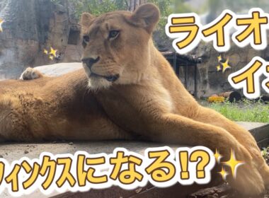 《旭山ライオン＆トラ》美しきライオンのイオ。ついにスフィンクスになる⁉︎オリトイオ＆ザリアファミリー/vol691Beautiful lion finally becomes a sphinx