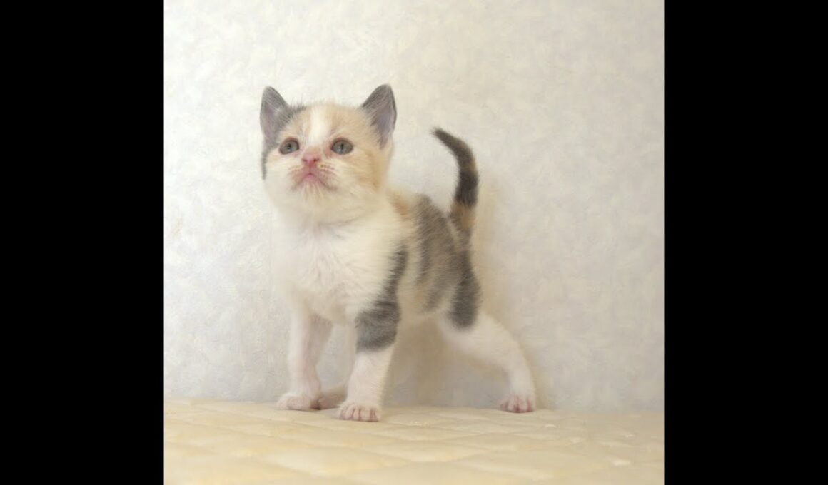ブリティッシュショートヘアー子猫　British Shorthair　2025.8.９産まれ　　　ダイリュートキャリコ　パステル三毛　洋三毛猫　女の子　シーダキャット猫のお店