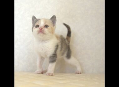 ブリティッシュショートヘアー子猫　British Shorthair　2025.8.９産まれ　　　ダイリュートキャリコ　パステル三毛　洋三毛猫　女の子　シーダキャット猫のお店
