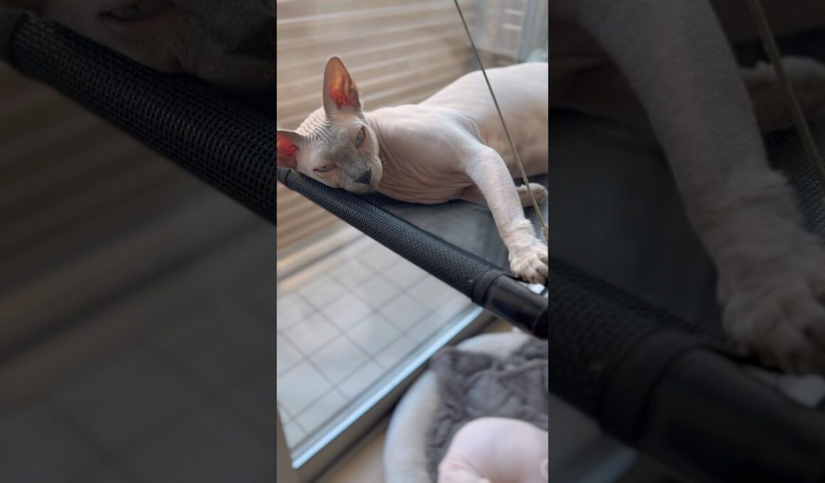 お風呂上がり、お気に入りの場所でくつろぐ毛のない猫たち【スフィンクス】