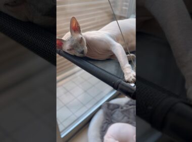 お風呂上がり、お気に入りの場所でくつろぐ毛のない猫たち【スフィンクス】