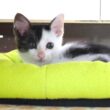 用水路で声が枯れるほど鳴いていた子猫は小さなベッドを気に入ってくれました【赤ちゃん猫　保護猫】
