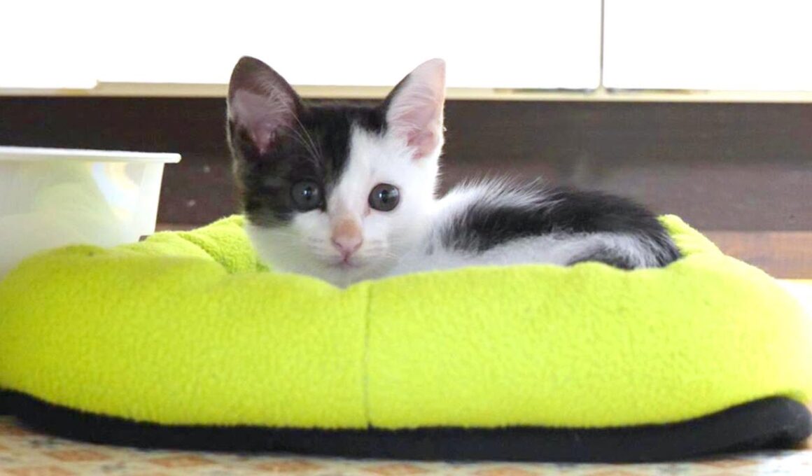 用水路で声が枯れるほど鳴いていた子猫は小さなベッドを気に入ってくれました【赤ちゃん猫　保護猫】