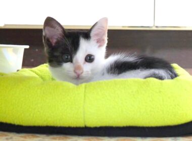 用水路で声が枯れるほど鳴いていた子猫は小さなベッドを気に入ってくれました【赤ちゃん猫　保護猫】