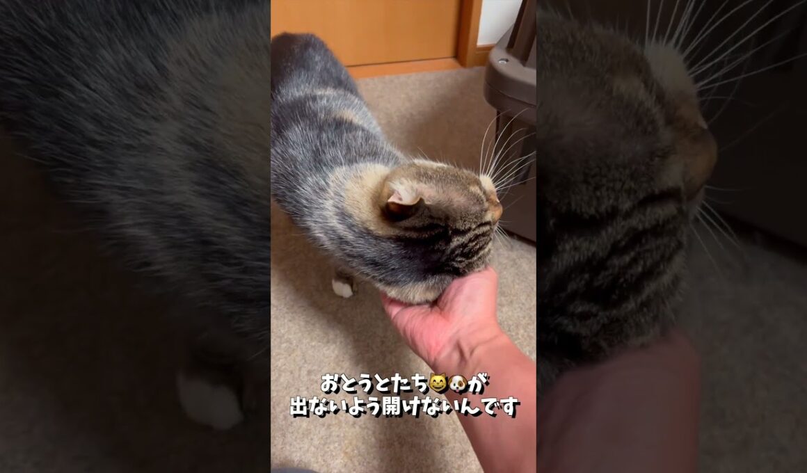 きょうは脱走したい気分⁉️な のん兄ちゃん😸 ＆ びょんいん🏥で疲れちゃった みみ😸 #shorts