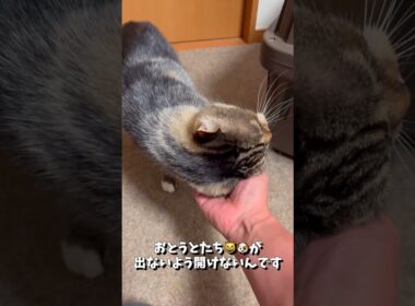 きょうは脱走したい気分⁉️な のん兄ちゃん😸 ＆ びょんいん🏥で疲れちゃった みみ😸 #shorts