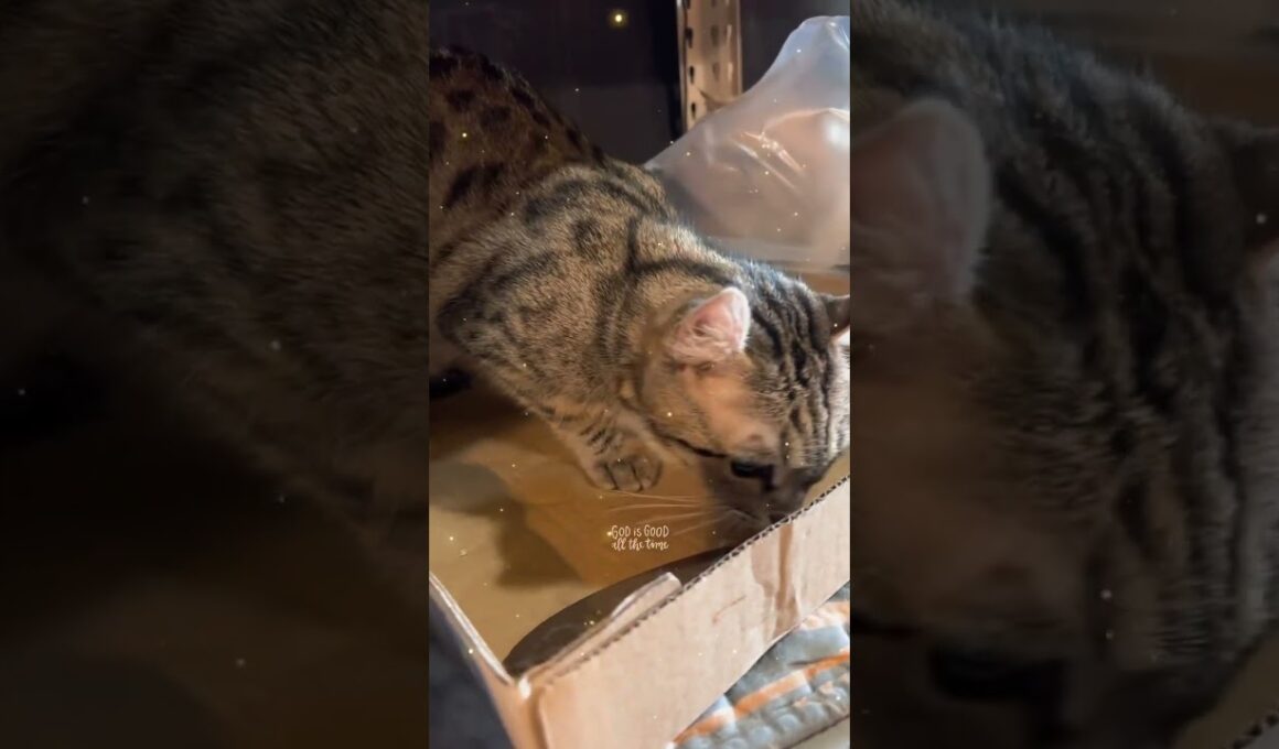 Bengal curl cat, Mishka