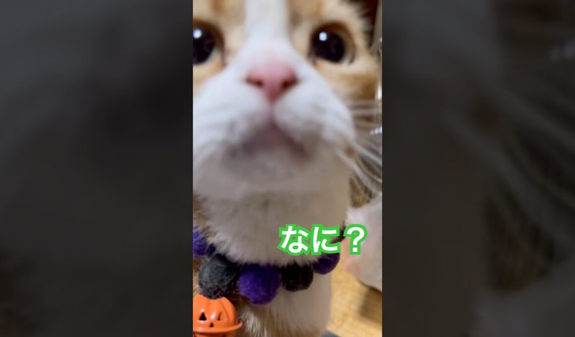 ママの目みて〜！！#shorts #猫 #cat #スコティッシュフォールド