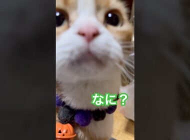 ママの目みて〜！！#shorts #猫 #cat #スコティッシュフォールド