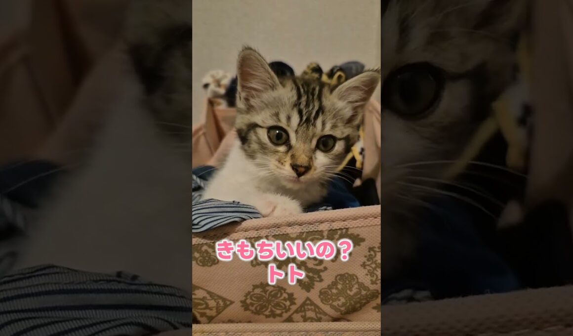 子猫が急激に気分が変わる時