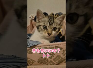 子猫が急激に気分が変わる時