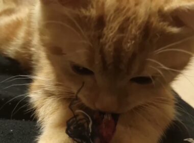 ルナ　マンチカン（長足）　短毛　子猫