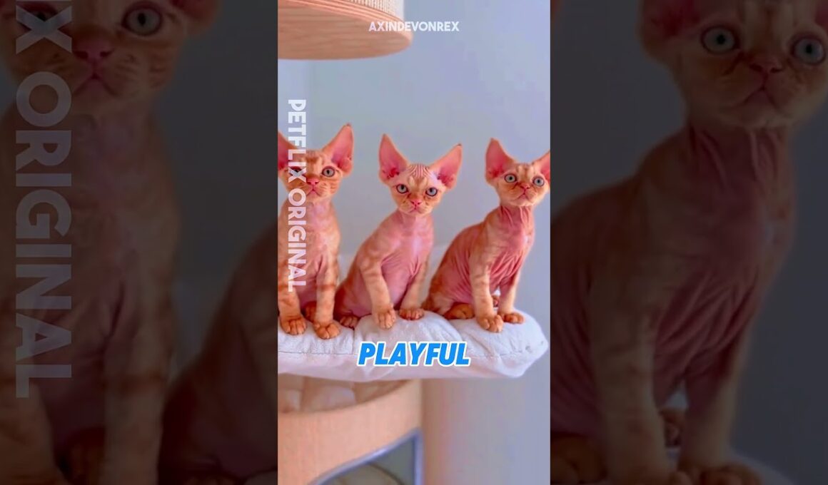 🐱✨ Devon Rex Cat, a Pet with Fairy-Like Charm  #DevonRexCat,  #RareCatBreed, #FairyCat,   #CatLovers