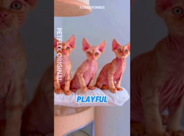 🐱✨ Devon Rex Cat, a Pet with Fairy-Like Charm  #DevonRexCat,  #RareCatBreed, #FairyCat,   #CatLovers