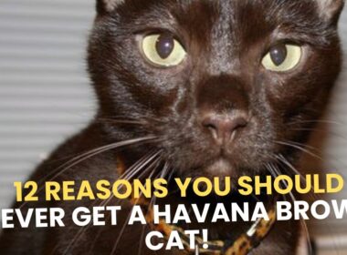 ハバナブラウンの猫を飼うべきではない12の理由！😼❌