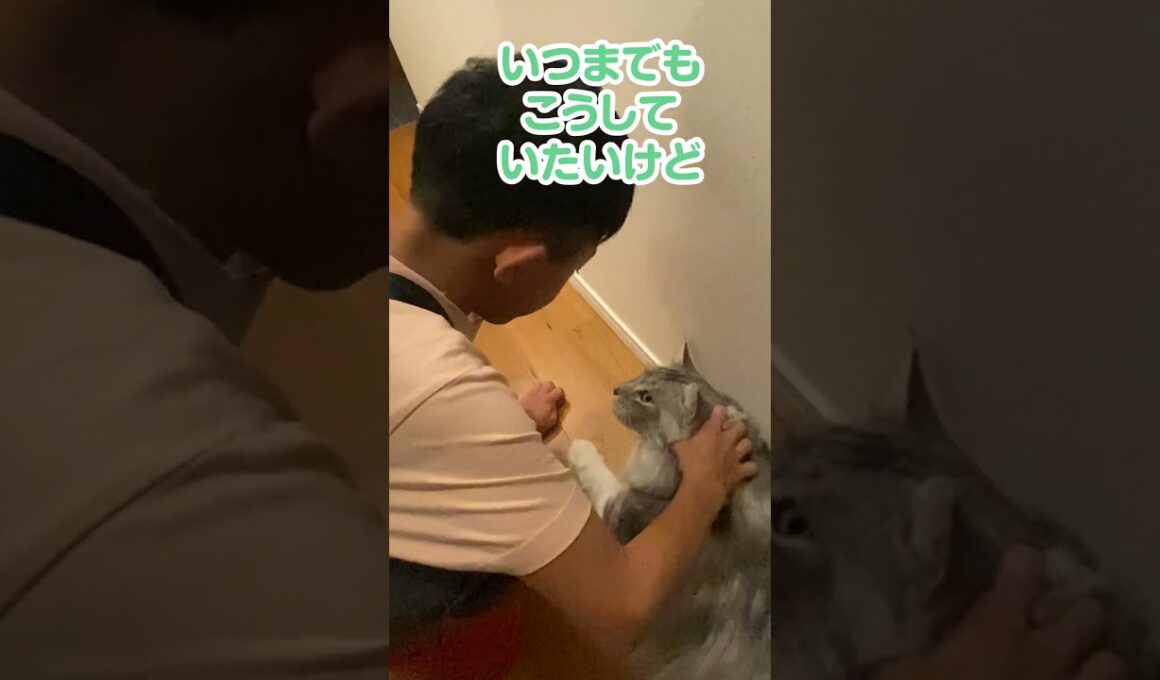朝、玄関で少年を見送る大型猫。行ってくるね#メインクーン#shorts