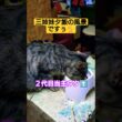 三姉妹夕飯の風景を撮ってみた#cat #ねこ #ねこのきもち #ねこ動画 #いやし #いやしねこ