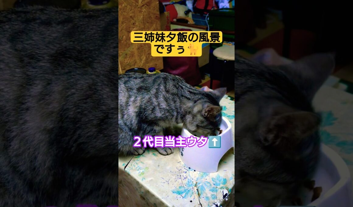 三姉妹夕飯の風景を撮ってみた#cat #ねこ #ねこのきもち #ねこ動画 #いやし #いやしねこ