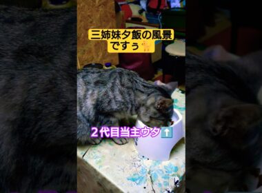 三姉妹夕飯の風景を撮ってみた#cat #ねこ #ねこのきもち #ねこ動画 #いやし #いやしねこ