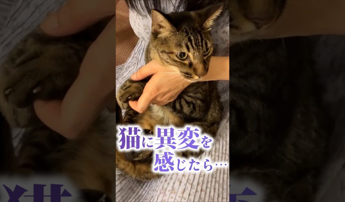 猫に異変を感じたら直ぐに動物病院へ