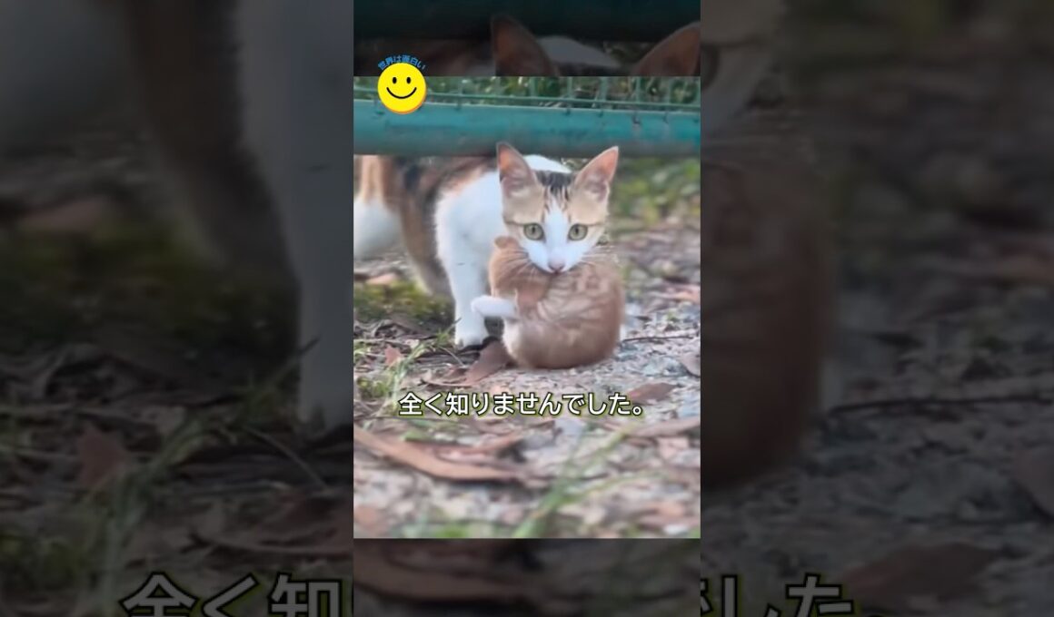 私を導いた猫の先に、特別なプレゼントがあった