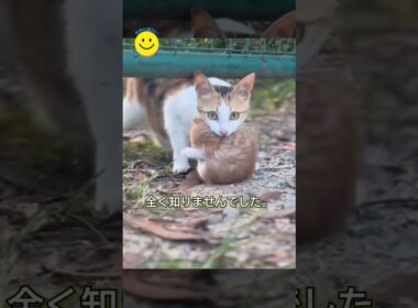 私を導いた猫の先に、特別なプレゼントがあった