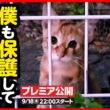 【子猫 保護】また子猫...！？かわいい茶トラちゃんに出会ってしまいました