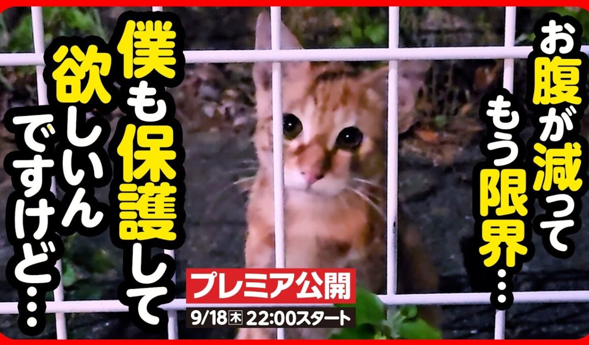 【子猫 保護】また子猫...！？かわいい茶トラちゃんに出会ってしまいました