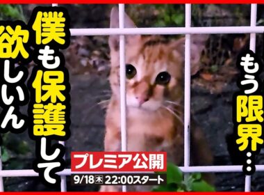 【子猫 保護】また子猫...！？かわいい茶トラちゃんに出会ってしまいました