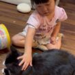 ケンカ後に癒しを与える猫　ラガマフィンA cat that provides comfort after a fight. Ragamuffin