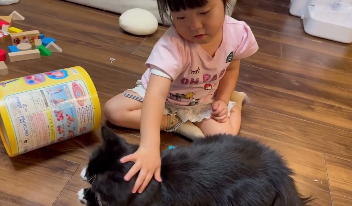 ケンカ後に癒しを与える猫　ラガマフィンA cat that provides comfort after a fight. Ragamuffin