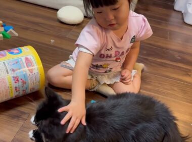 ケンカ後に癒しを与える猫　ラガマフィンA cat that provides comfort after a fight. Ragamuffin