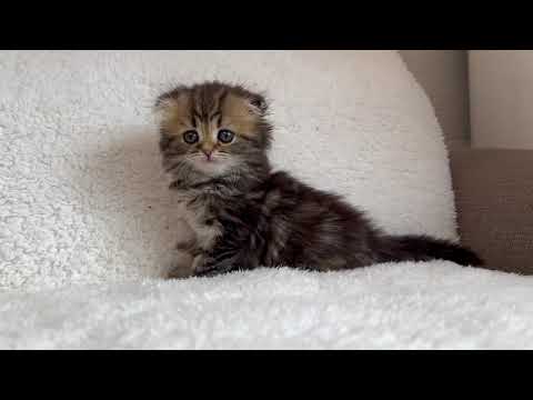 スコティッシュフォールド かわいいです♪　ブラウンタビー（セミロング～ロング）