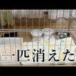 ケージから子猫が消えた