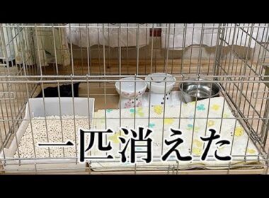 ケージから子猫が消えた