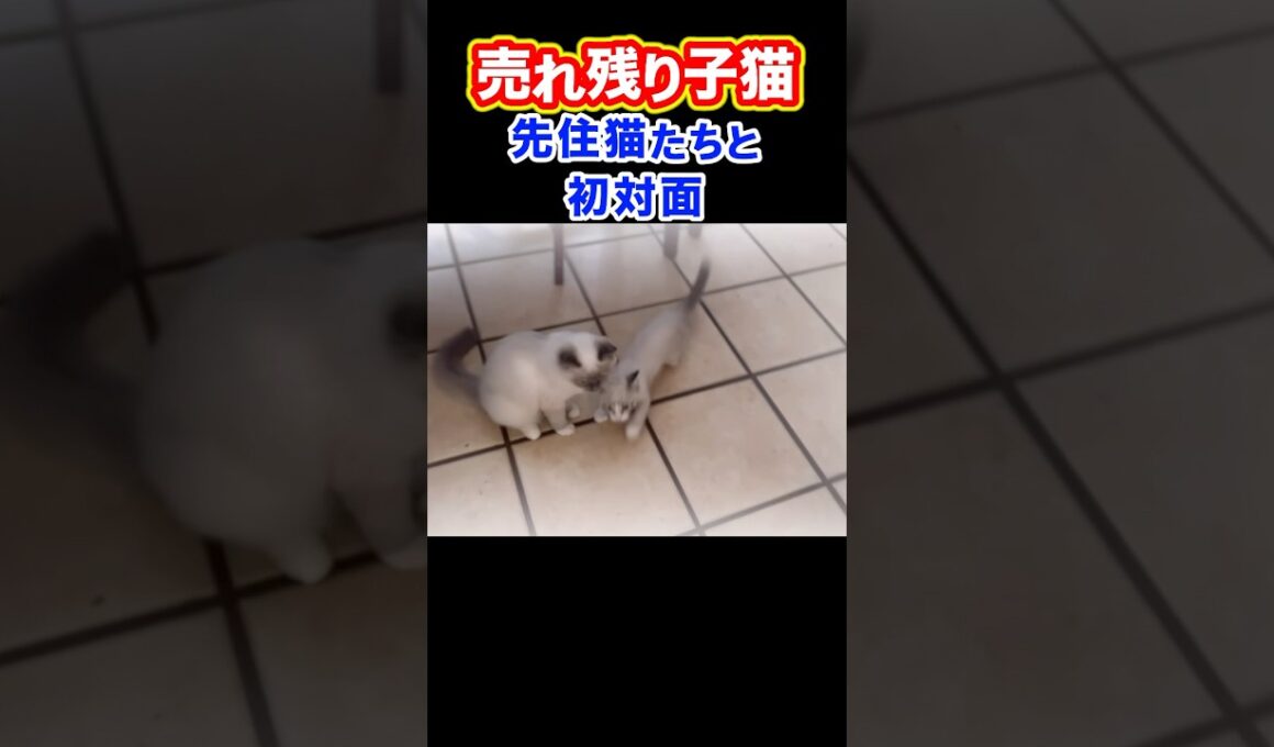 最後まで売れ残った子猫と先住猫の初対面 #shorts #ラグドール #子猫