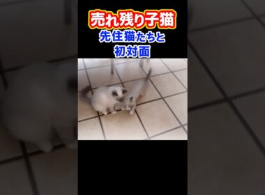 最後まで売れ残った子猫と先住猫の初対面 #shorts #ラグドール #子猫