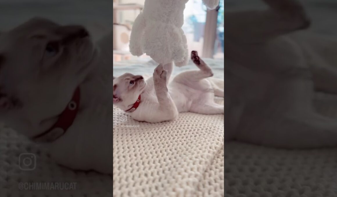 Devon Rex Cat - Cat 🆚 Cat Plushie😾😾🐈🐈