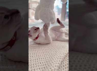Devon Rex Cat - Cat 🆚 Cat Plushie😾😾🐈🐈
