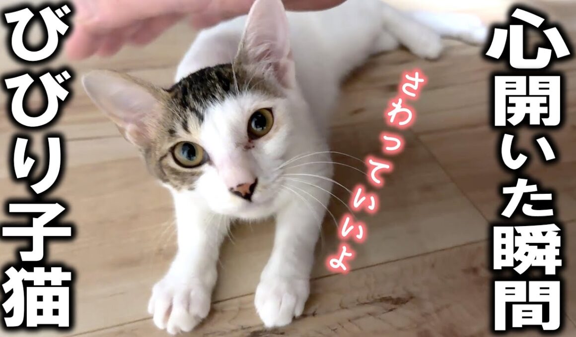 ずっと逃げられてた子猫、急になついてきた瞬間…！／超甘えんぼ「ちー坊」に里親希望が！