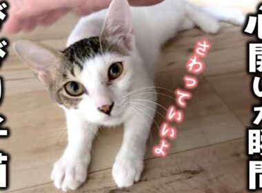 ずっと逃げられてた子猫、急になついてきた瞬間…！／超甘えんぼ「ちー坊」に里親希望が！