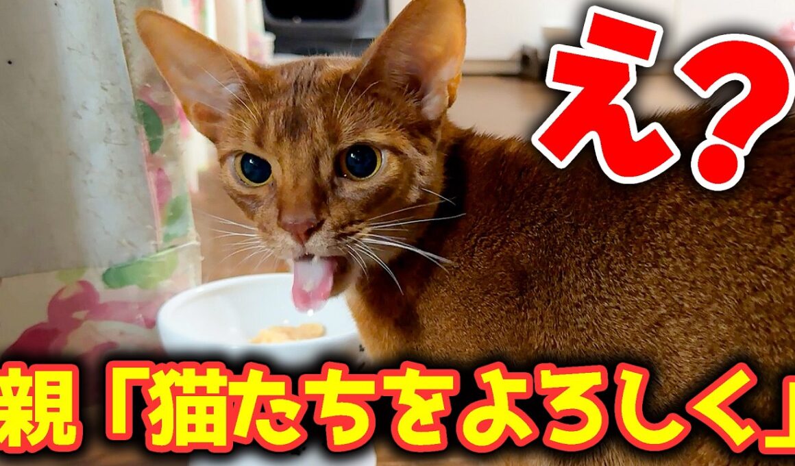 なぜか親から実家猫たちの面倒を全て任せられてしまいました。
