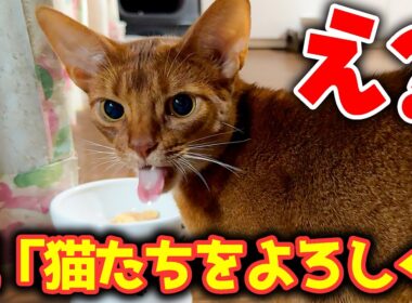 なぜか親から実家猫たちの面倒を全て任せられてしまいました。